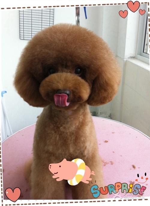 上海·赵欢欢宠物美容工作室8图片 - 第106张