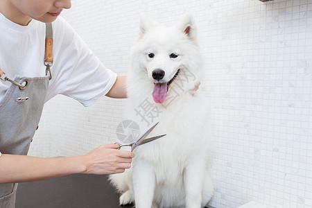 长毛扎鞭子狗狗图片宠物美容师为萨摩耶修剪长毛背景